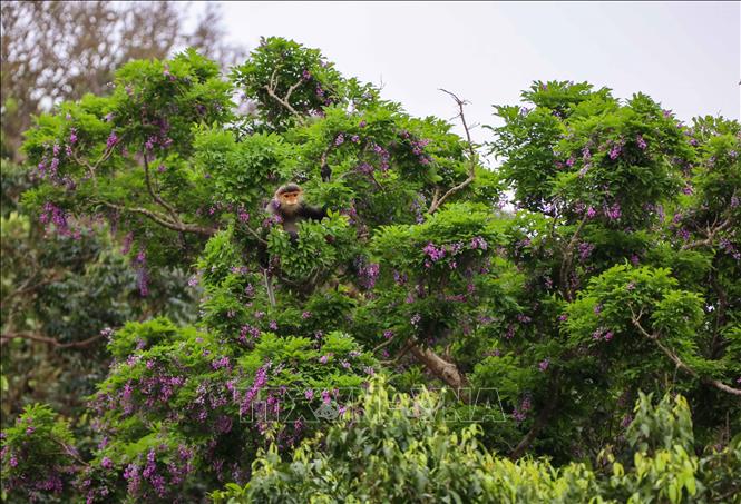 Các cây hoa thàn mát là nơi cư trú ưa thích của loài Voọc chà vá chân nâu quý hiếm được mệnh danh là “Nữ hoàng linh trưởng”. Ảnh: Trần Lê Lâm – TTXVN 