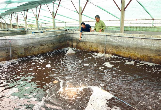 Hợp tác xã dịch vụ nuôi trồng thuỷ sản Hoằng Lưu, huyện Hoằng Hoá có 175ha nuôi trồng thủy sản, mỗi năm cung cấp khoảng 2.000 tấn sản phẩm tôm sú, tôm thẻ chân trắng, tạo việc làm cho hơn 200 lao động, thu nhập hơn 7 triệu đồng/người/tháng.  Ảnh: Vũ Sinh - TTXVN