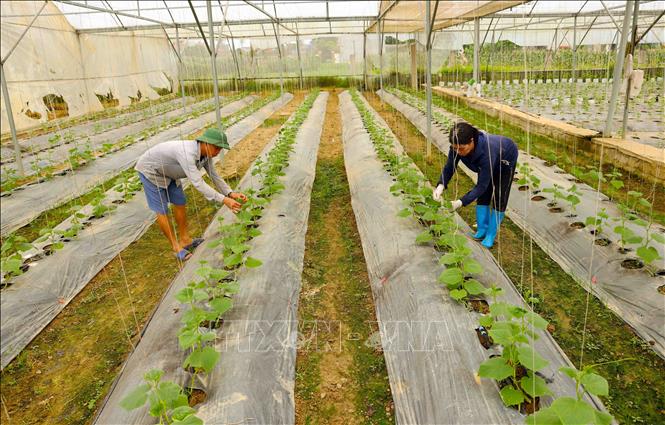 Hợp tác xã dịch vụ nông nghiệp Hoằng Đạt, huyện Hoằng Hoá chuyên sản xuất các loại rau quả trong nhà kính, mỗi năm cung cấp cho hệ thống siêu thị Co.opmart 100 tấn sản phẩm, đạt doanh thu khoảng 18 tỷ đồng. Ảnh: Vũ Sinh - TTXVN