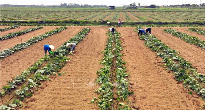 Hợp tác xã dịch vụ nông nghiệp Hoằng Lưu, huyện Hoằng Hoá có 30ha trồng khoai tây, bí đỏ, bí xanh liên kết với doanh nghiệp bao tiêu sản phẩm, hiện nay thu nhập đạt 150 triệu đồng/năm/ha, cao gấp 2 lần so với trồng lúa. Ảnh: Vũ Sinh - TTXVN