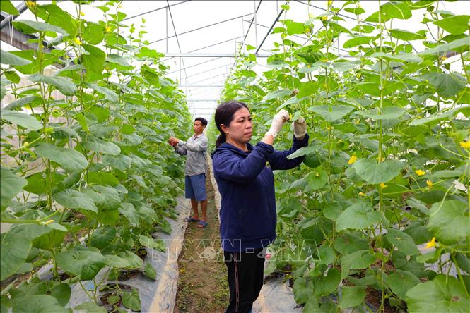 Hợp tác xã dịch vụ nông nghiệp Hoằng Đạt, huyện Hoằng Hoá chuyên sản xuất các loại rau quả trong nhà kính, đạt doanh thu khoảng 18 tỷ đồng/năm. Ảnh: Vũ Sinh - TTXVN