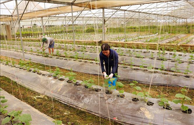 Hợp tác xã dịch vụ nông nghiệp Hoằng Đạt, huyện Hoằng Hoá chuyên sản xuất các loại rau quả trong nhà kính. Ảnh: Vũ Sinh - TTXVN