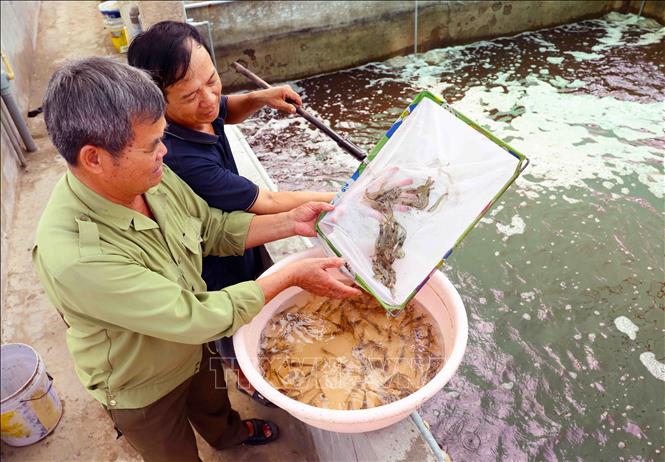 Hợp tác xã dịch vụ nuôi trồng thuỷ sản Hoằng Lưu, huyện Hoằng Hoá có 175ha nuôi trồng thủy sản, tạo việc làm cho hơn 200 lao động. Ảnh: Vũ Sinh - TTXVN