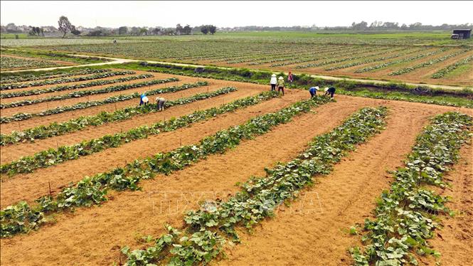 Hợp tác xã dịch vụ nông nghiệp Hoằng Lưu, huyện Hoằng Hoá có 30ha trồng khoai tây, bí đỏ, bí xanh liên kết với doanh nghiệp bao tiêu sản phẩm, hiện nay thu nhập đạt 150 triệu đồng/năm/ha. Ảnh: Vũ Sinh - TTXVN